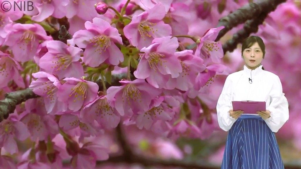 【天気】8日は日中は晴れるが花粉の飛散非常に多い予想　五島市では河津桜が見頃《長崎》