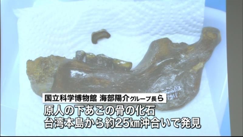 台湾沖海底で、新たな原人の化石見つかる