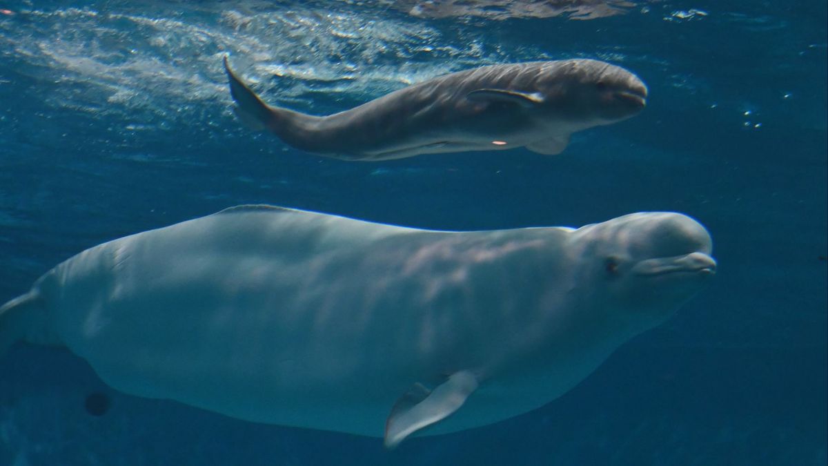 7月1日に赤ちゃんを出産したばかりのシロイルカ「アーリャ」死ぬ　死因などは調査中　島根県立しまね海洋館アクアス
