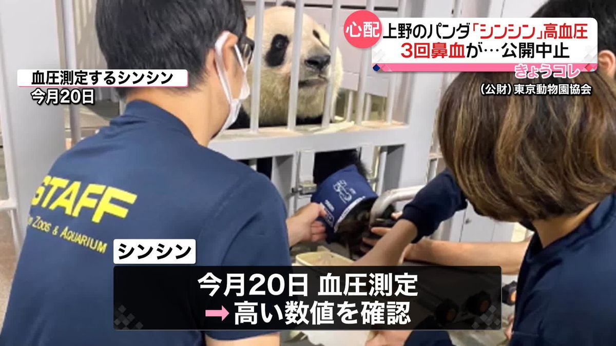 上野のパンダ「シンシン」高血圧で20日から公開中止　3回にわたり鼻血出す