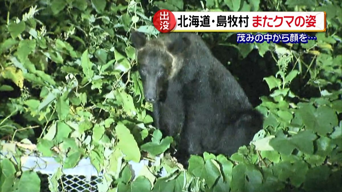 クマが再び出没…警戒続く　北海道・島牧村