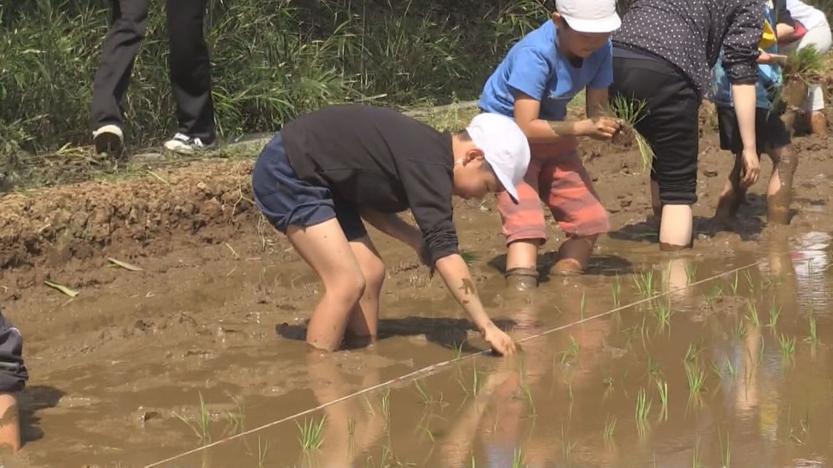 泥まみれで笑顔　中種子町の小学生が昔ながらの田植えを体験