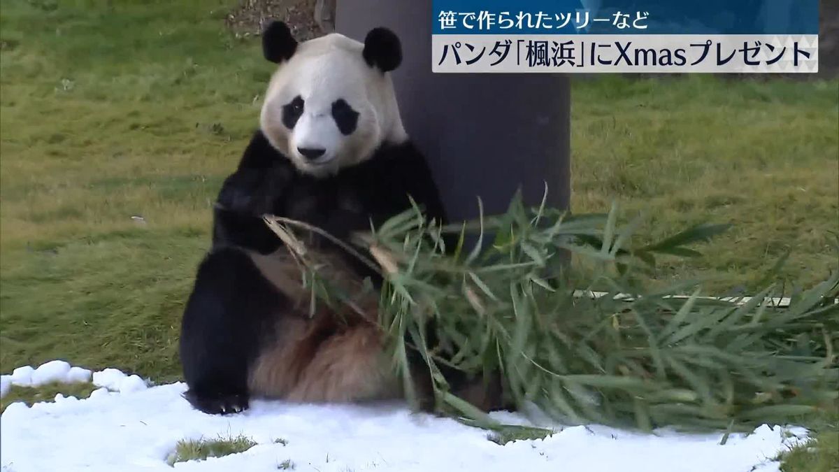 パンダの「楓浜」にXmasプレゼント　笹のツリーも　和歌山・白浜町