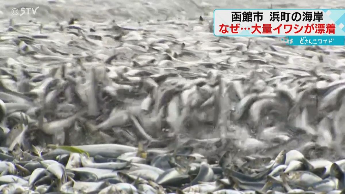 海岸に大量のイワシ「こんなこと初めて」北海道函館市　持ち帰る人も　処分方法を検討　