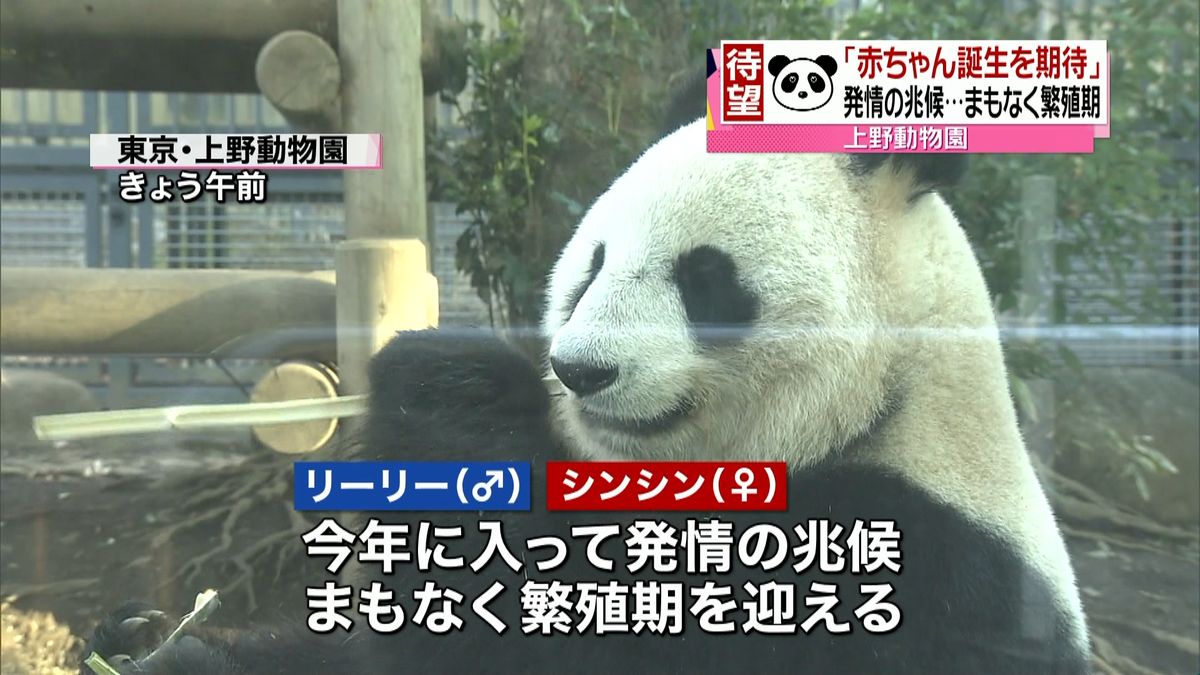赤ちゃん期待　上野動物園でパンダ繁殖準備