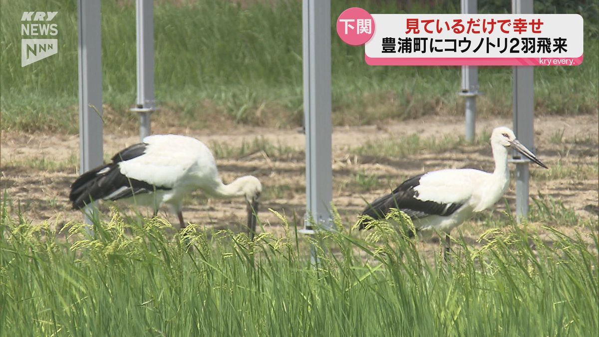 下関・豊浦町に幸せを呼ぶコウノトリ２羽が飛来～地元の人たちを幸せな気持ちに！