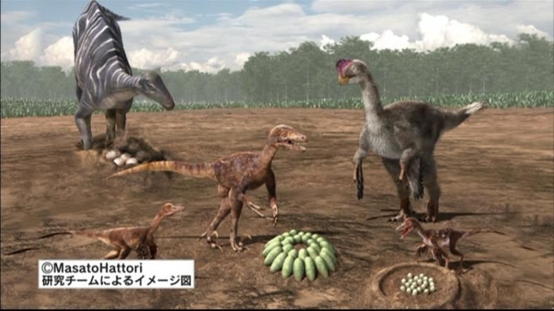日本初！小型恐竜の卵の化石発見　篠山層群