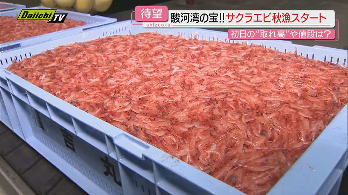 【駿河湾のルビー】サクラエビ秋漁６日遅れスタートも初日水揚げは前年の倍以上で取引価格は前年下回る(静岡)