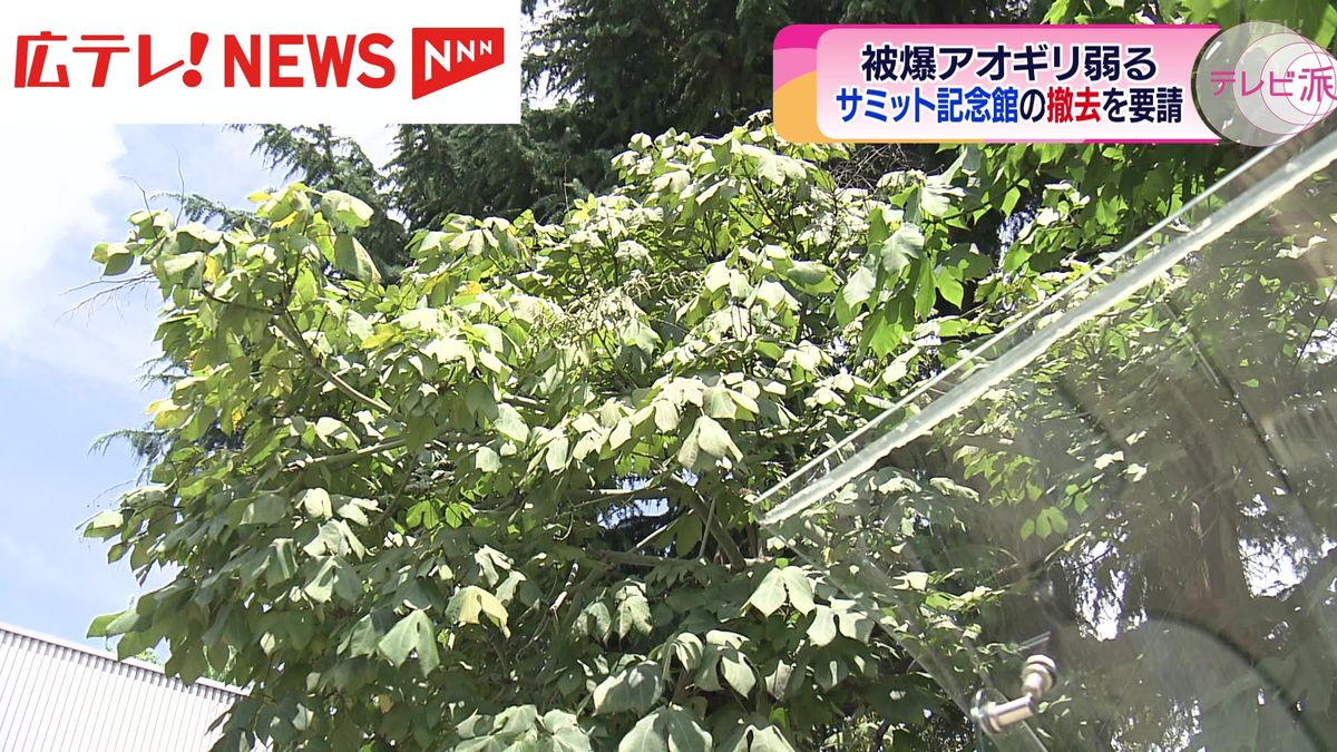 「被爆樹木」のアオギリが変色　「G7広島サミット記念館」の撤去を要請　広島