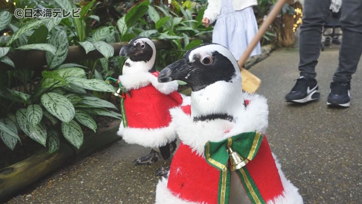 「かわいかった」　鈴の音を鳴らしながら…“サンタペンギン”の行進　島根県松江市・松江フォーゲルパーク　