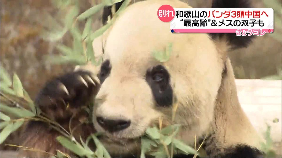 和歌山の「パンダ」3頭…来年2月に中国へ　自然繁殖した世界最高齢「永明」やメスの双子も