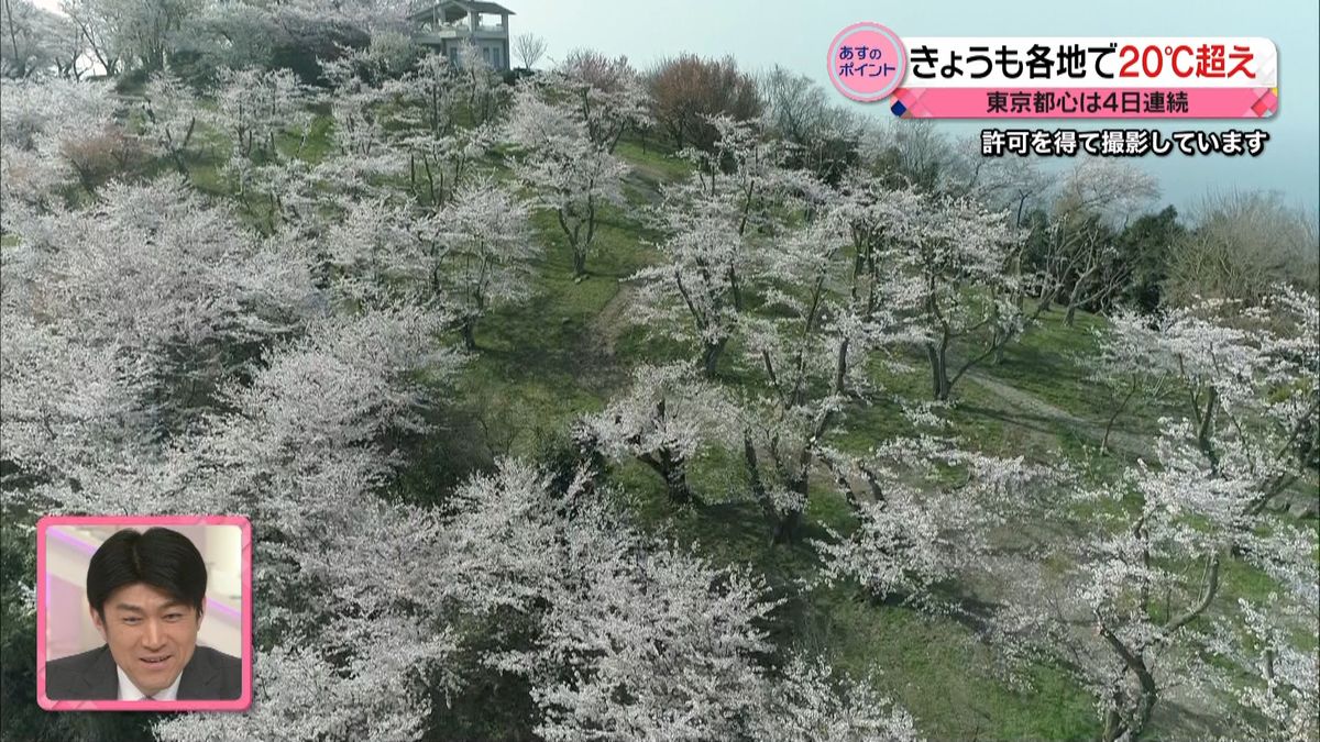 まさに絶景！満開の桜と瀬戸内の島々