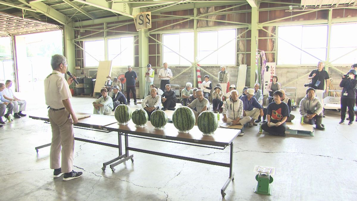 暑さに負けないスイカ　品種改良して試験栽培　「しらやま西瓜」ブランド守る　去年は猛暑で変色、出荷量半減　越前市･白山地区