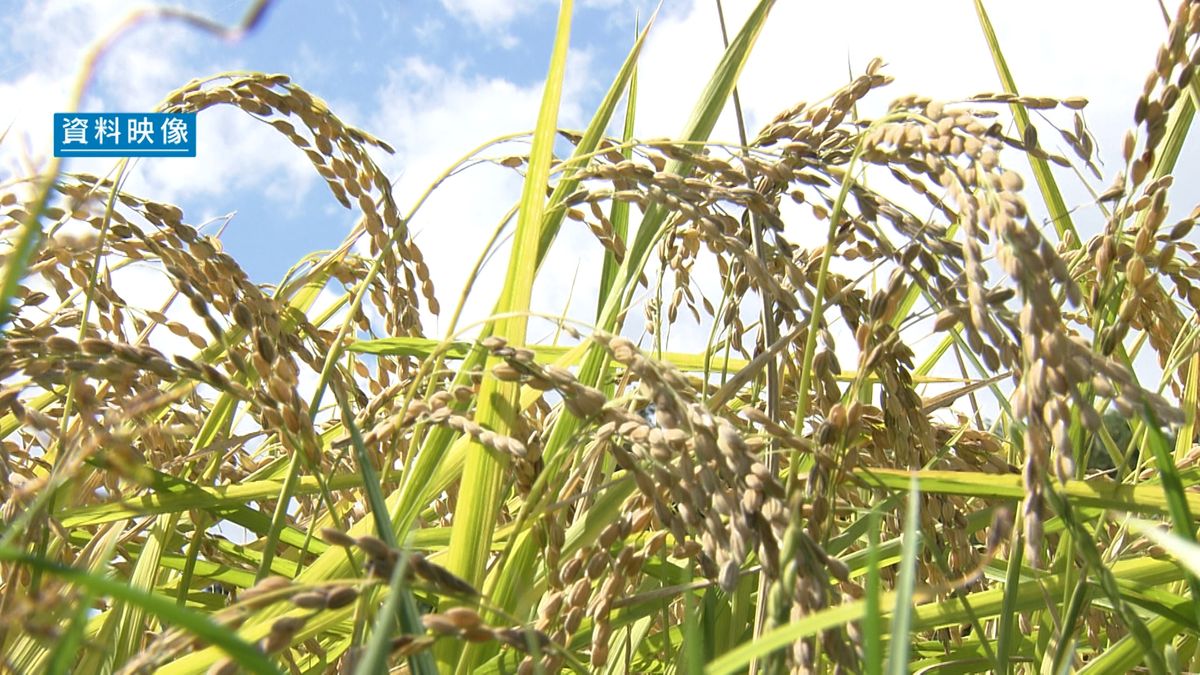 県内コメの作況指数99 4年ぶりに「平年並み」の見通し 山梨県