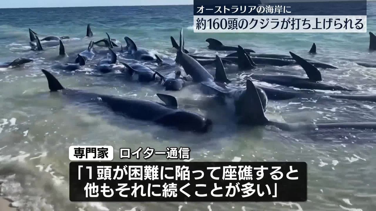 オーストラリアの海岸にクジラの群れ160頭あまりが…市民ら100人以上が救助活動
