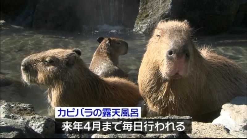 カピバラ親子が仲良く初風呂 伊東温泉（2014年11月21日掲載）｜日テレNEWS NNN