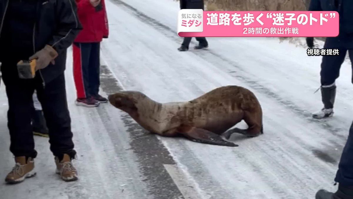 “迷子のトド”が道路に…2時間の救出作戦　北海道