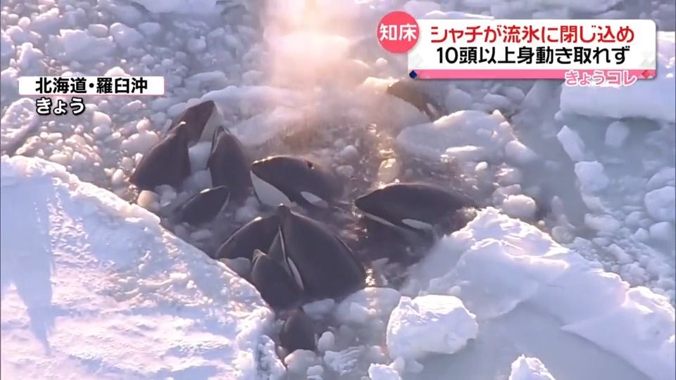 流氷に閉じ込められ…シャチ10頭以上が身動き取れず　北海道・知床