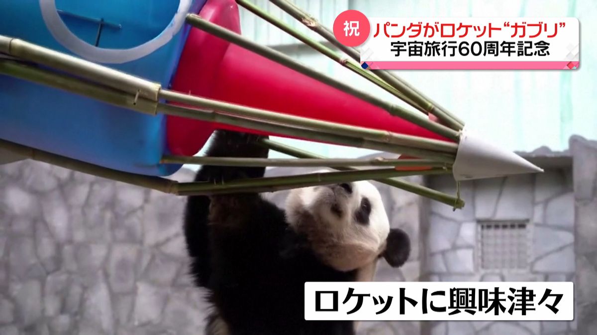 パンダがロケット“ガブリ”ロシアの動物園