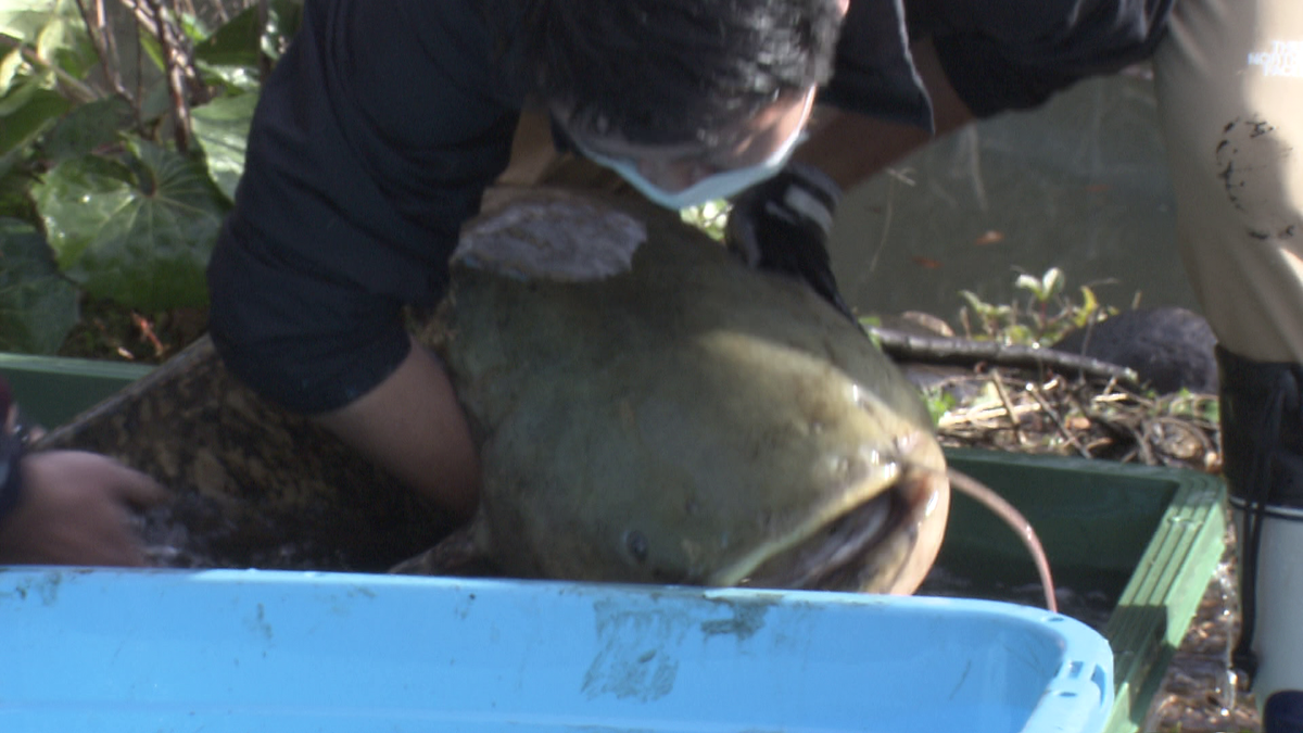 発見までの一部始終全部見せます。都心の公園、池の水全部抜いたら……ヌシが現れた！