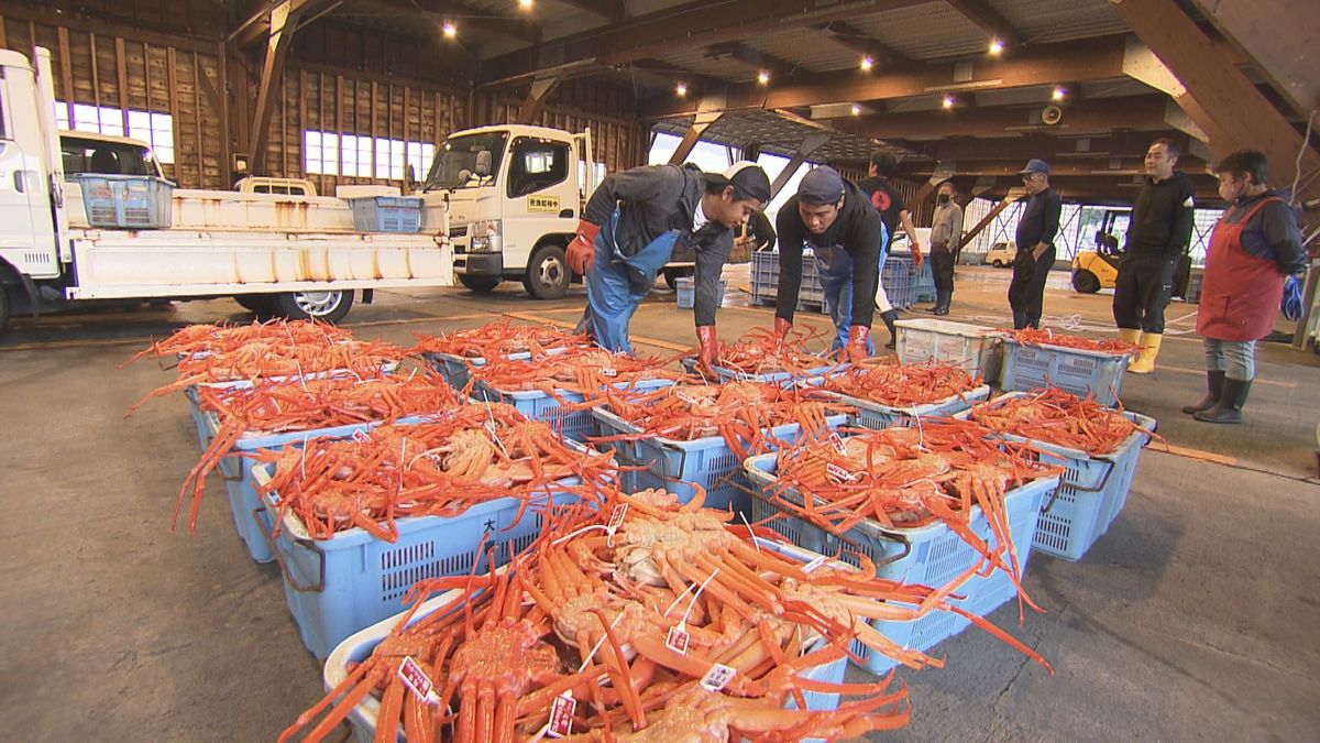 水揚げされたベニズワイガニ＝11日、越前町の越前漁港