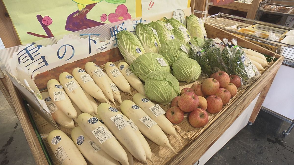 雪の中に埋めて甘みを引き出す伝統の味　新庄市で「雪の下野菜」の掘り出し作業