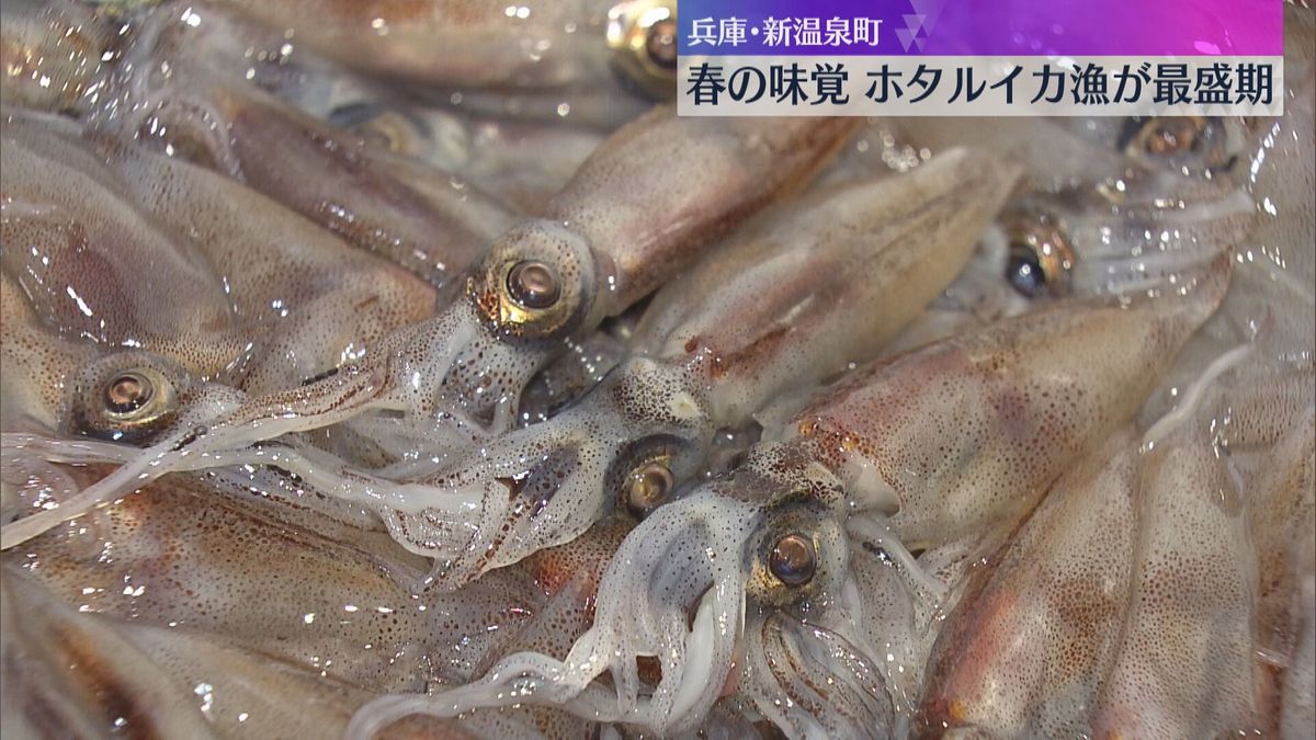 【春の味覚】青白く光る“海の宝石”、ホタルイカ漁が最盛期　プリプリした食感が特徴　兵庫・新温泉町