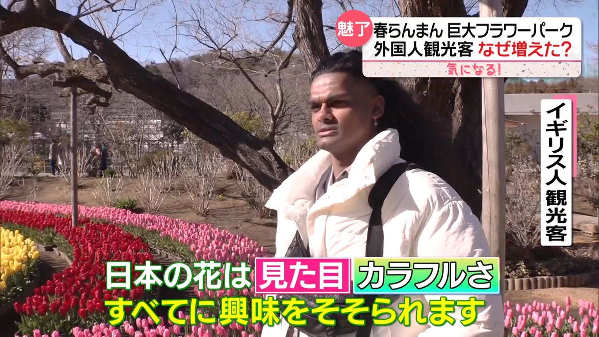 桜だけじゃない　日本で“花見”楽しむ外国人　チューリップ、パンジーに菜の花も…