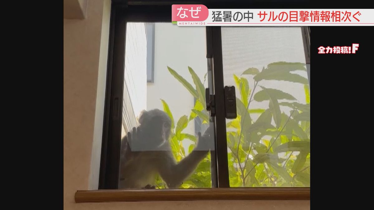 【注意】窓からのぞきこむサル　ひっかかれてケガをした人も　住宅街で出没相次ぐ「ハナレザル」か　福岡