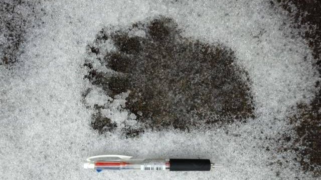 【速報】大野の市街地にクマ出没　空き工場内から出てきたところを捕殺　オスのツキノワグマ、推定年齢7歳