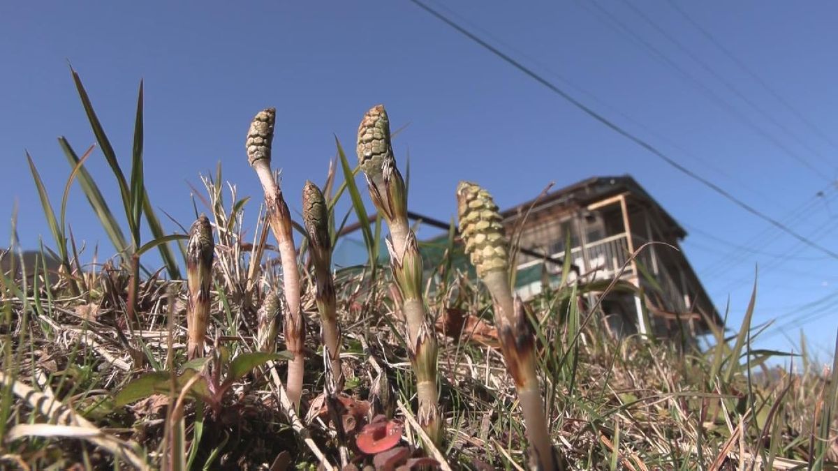 春の訪れ　早くもツクシが顔を出す　三重・紀北町