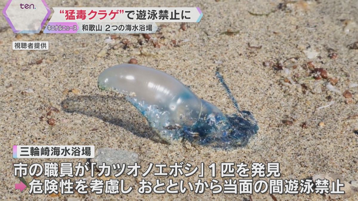 猛毒のクラゲで海水浴場が遊泳禁止に　電気ショックのような強い痛み「死んでいる個体でも触らないで」