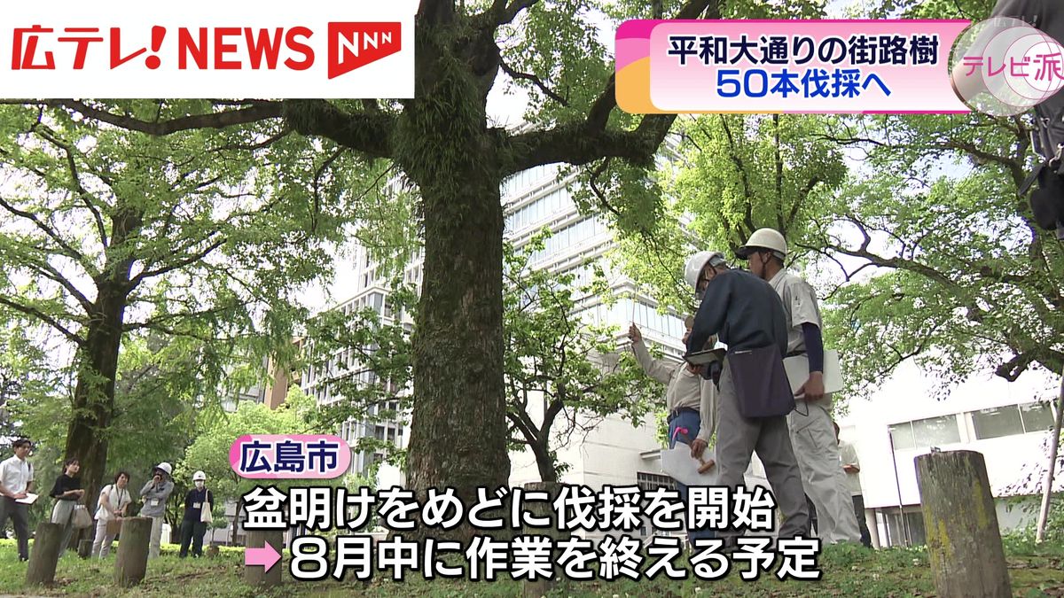 広島市・平和大通りの街路樹　樹勢回復が見込めない50本を伐採　