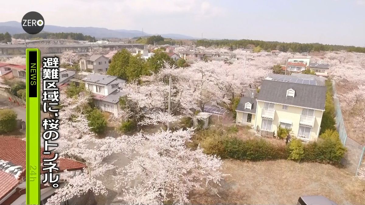 避難が続く福島・富岡町　桜満開も住民なし