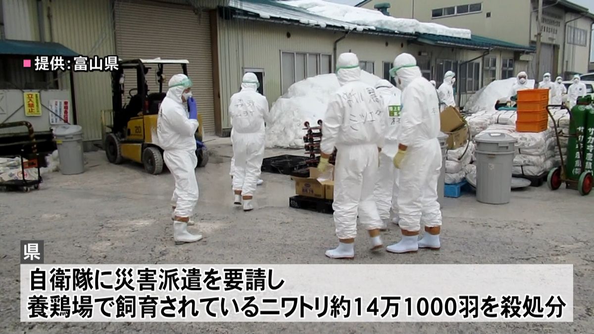 富山の養鶏場で鳥インフル約１４万羽殺処分