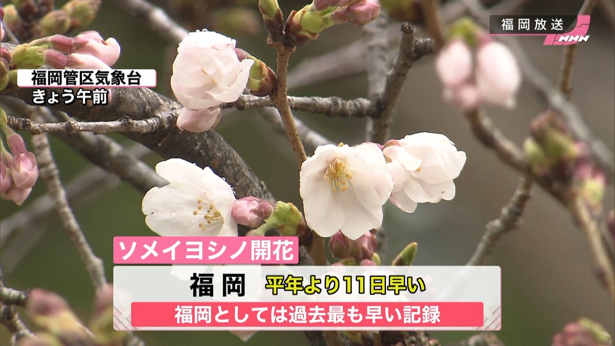 【天気】福岡で桜開花　西～東北あす春の嵐