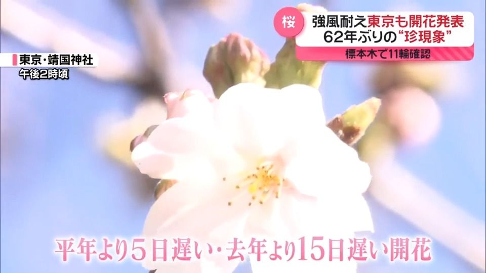 “春の嵐”ラッシュ直撃　強風耐え東京も開花発表…62年ぶりの珍現象？