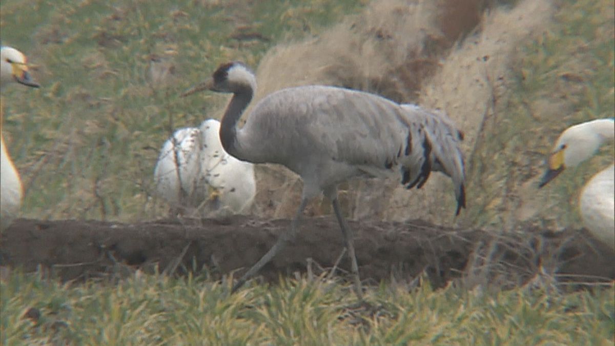 【映像】灰色の羽毛と首の一部が黒い、珍しい渡り鳥「クロヅル」飛来　滋賀県内では3例目「感動もの」