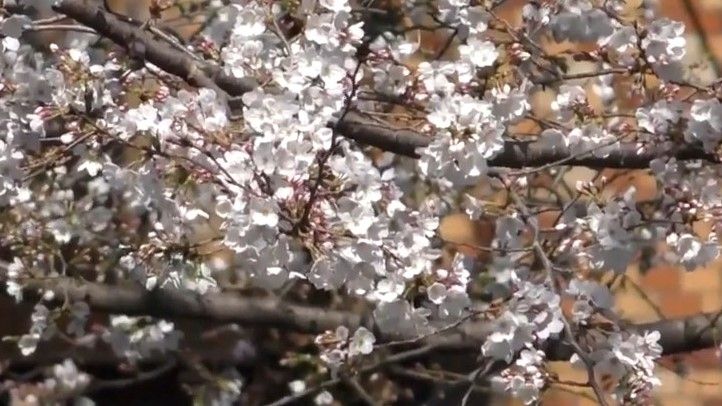 東京で桜が満開に 平年より9日早く、5年連続で全国トップに