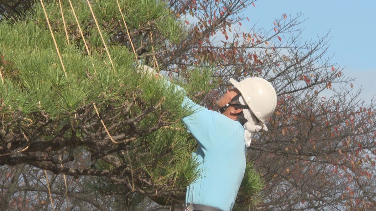 二十四節気「立冬」　山形市の霞城公園で雪囲い　最低気温は9.3度　冬近づく