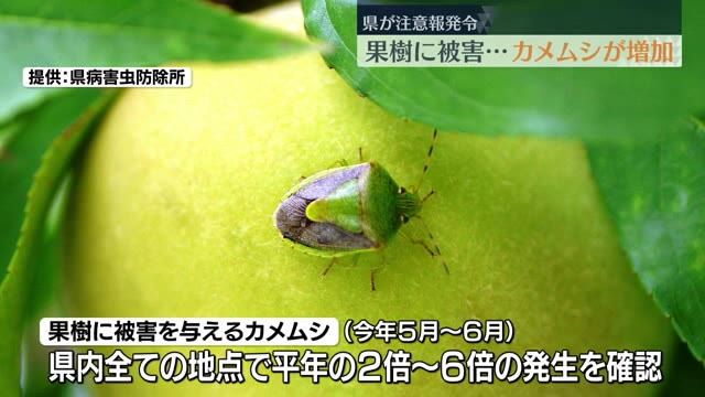 果樹に被害を与えるカメムシが増加…県が注意を呼び掛け　福島