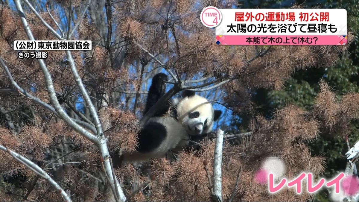 上野動物園の双子パンダ　屋外運動場での様子初公開