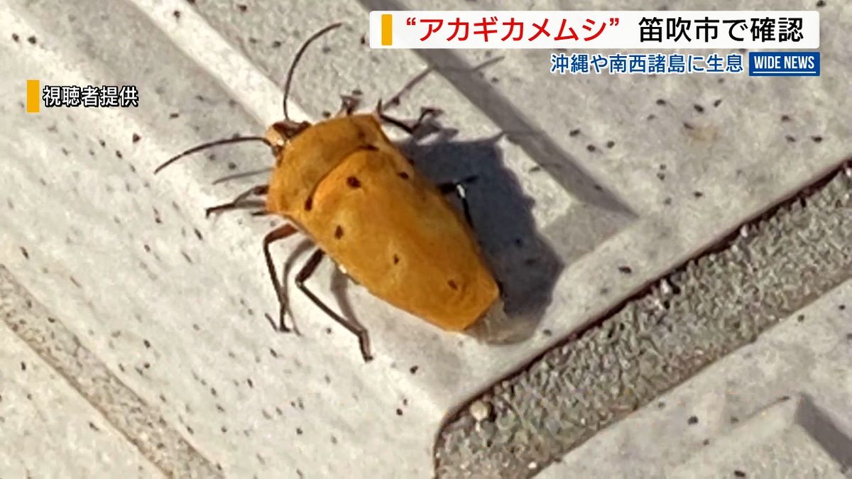 国内最大級「アカギカメムシ」見つかる 温暖化のシグナル？県内で初確認か 山梨