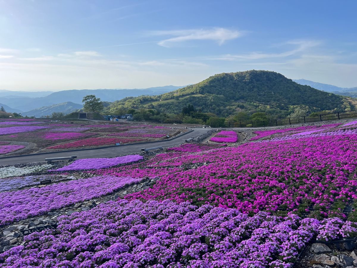 【花の絨毯】約４０万株！“芝桜まつり” 茶臼山高原で１１日から開催　夜間ライトアップも　愛知・豊根村