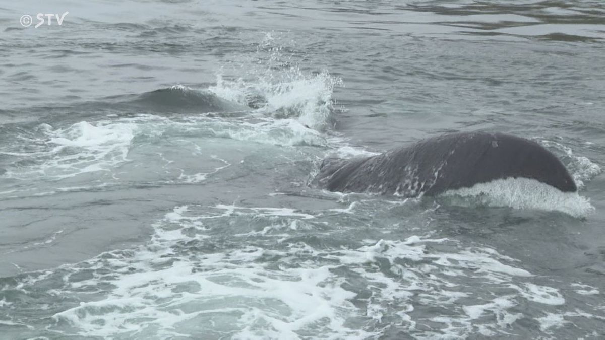 港にクジラが迷い込む 「船で近づくのも危険」 救助が難しく見守るしか… 北海道釧路町