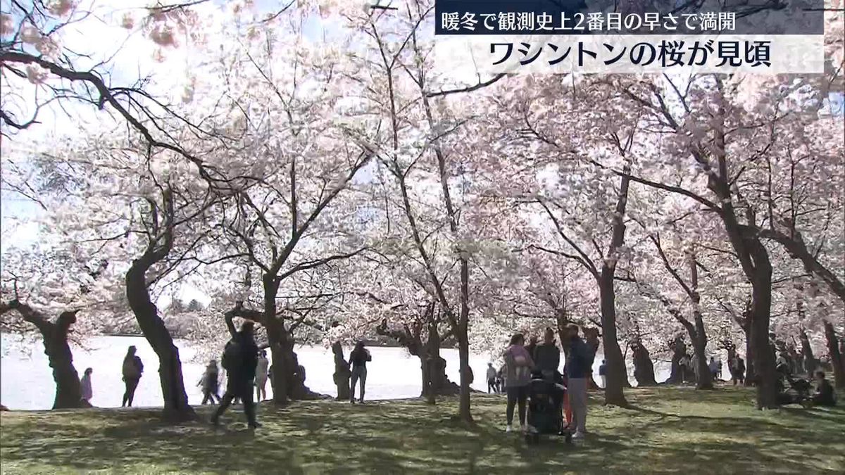 米ワシントンの桜が見頃に　暖冬…観測史上2番目の早さで満開 