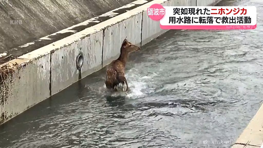 迷い出て平野部へ現れたか　砺波市で二ホンジカが用水路へ