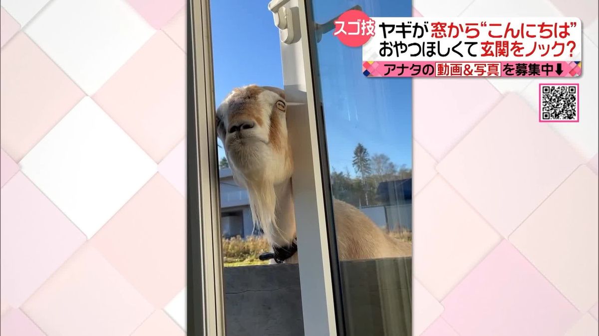 ヤギが窓から“こんにちは”玄関までノック？