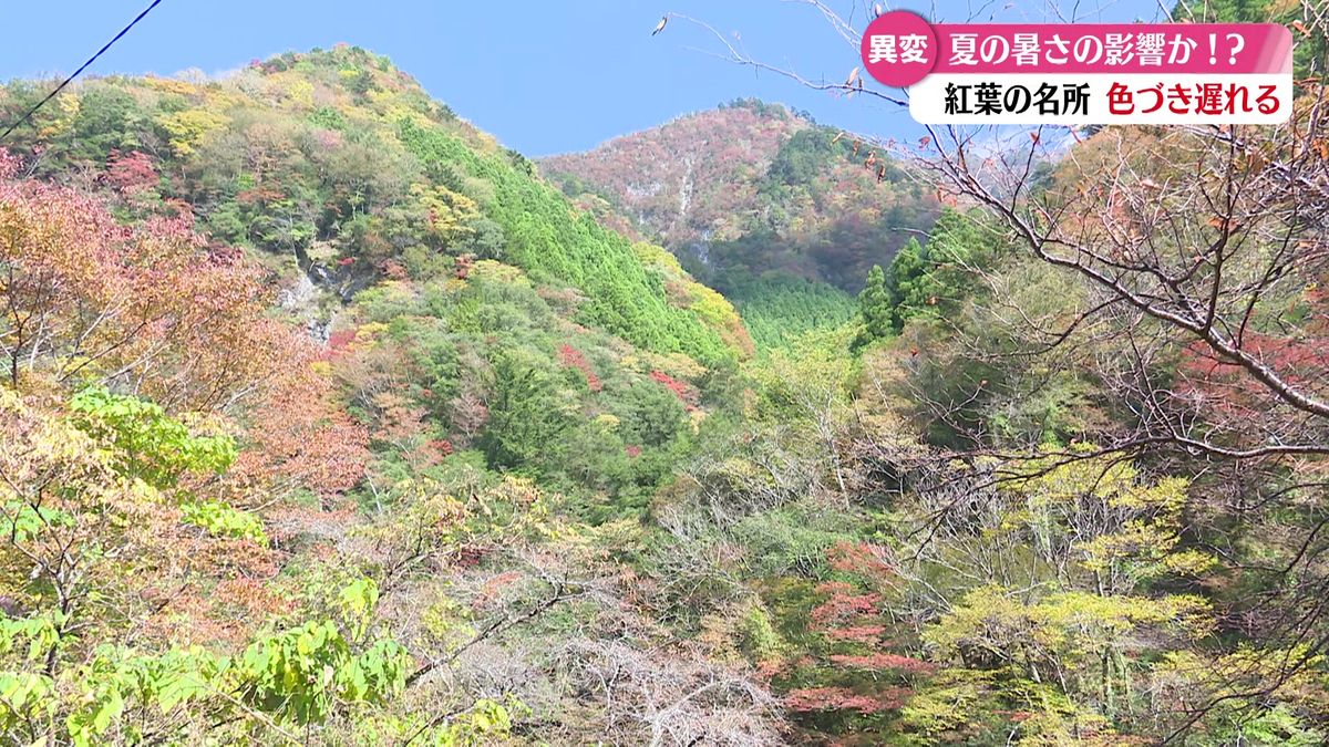 高知県有数の紅葉スポット・べふ峡 2週間以上も色づきが遅れる 地元の人たちも心配･･･【高知】