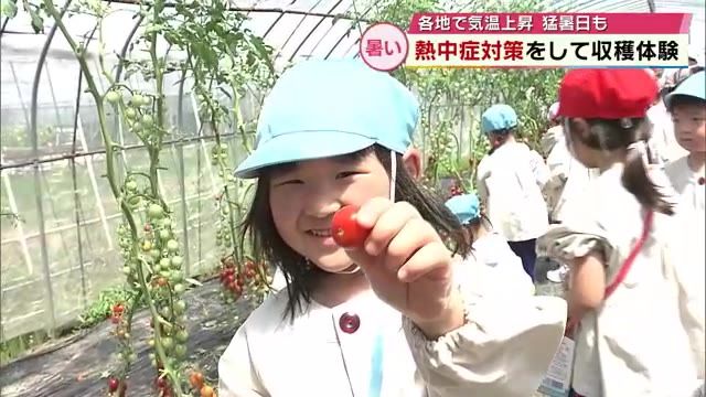 「楽しかった」幼稚園児たちがミニトマト収穫　各地で気温上昇　水分補給など熱中症対策も呼びかけ　大分